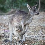 What Does Kangaroo Meat Taste Like?