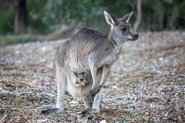 kangaroo meat taste